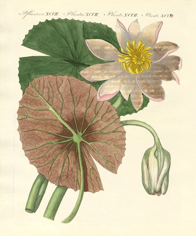 真正的莲花植物 作者 德国学校