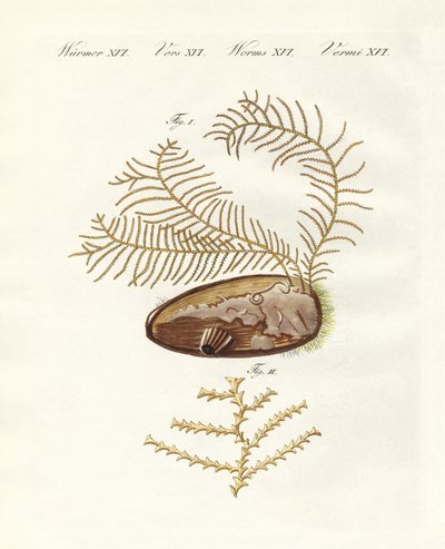 sertularian hydroid（彩色雕刻） 作者 德国学校