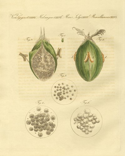 小麦的ustilaginomycotina（彩色雕刻）。 作者 德国学校
