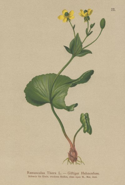 Thora Buttercup（毛茛属植物） 作者 德国学校