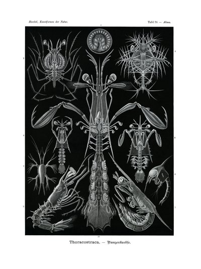Thoracostraca，1899-1904 作者 德国学校