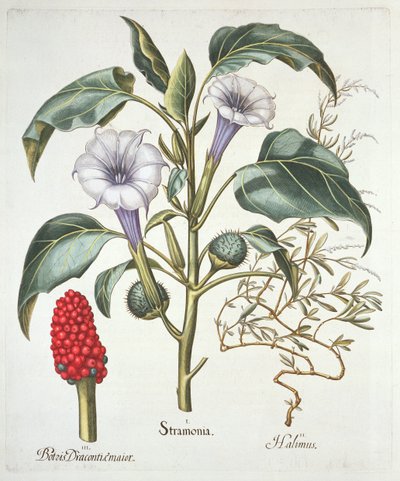 Thorn Apple，来自Basil Besler（1561-1629）的Hortus Eystettensis，酒吧。 1613（手工彩色雕刻） 作者 德国学校
