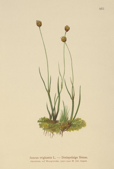 三壳蔺草（Juncus triglumis） 作者 德国学校
