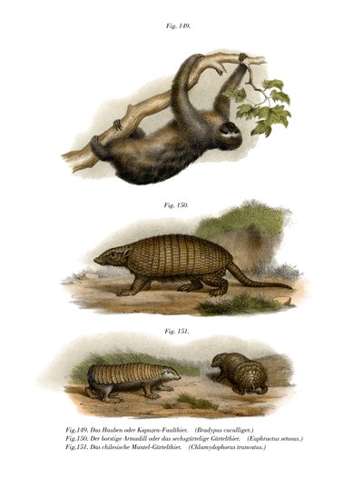 三趾树懒，1860年 作者 德国学校