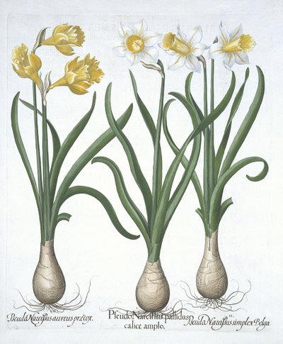 三个Pseudo-Narcissi，来自Hortus Eystettensis，由Basil Besler（1561-1629）酒吧。 1613（手工彩色雕刻） 作者 德国学校