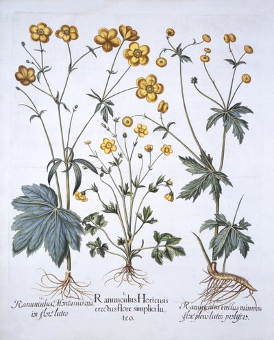 三种毛茛，来自Hortus Eystettensis，由Basil Besler（1561-1629），酒吧。 1613（手工彩色雕刻） 作者 德国学校