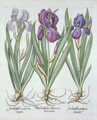 三种rhizomatous胡须虹膜，来自Hortus Eystettensis，由Basil Besler（1561-1629）酒吧。 1613 作者 德国学校