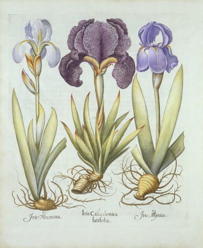 三种rhizomatous无胡须鸢尾花，来自Hortus Eystettensis，由Basil Besler（1561-1629）酒吧。 1613（手工彩色雕刻） 作者 德国学校
