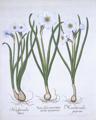 三个白色的Narcissi，来自Hortus Eystettensis，由Basil Besler（1561-1629）酒吧。 1613（手工彩色雕刻） 作者 德国学校