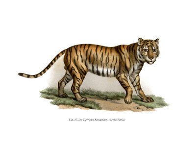 老虎，1860年 作者 德国学校