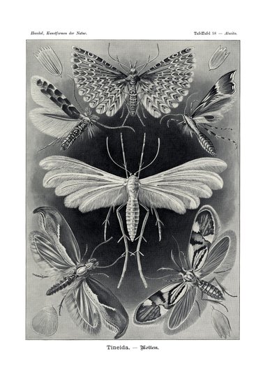 Tineida，1899-1904 作者 德国学校