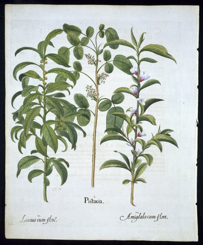 标题：开心果，海湾树（Laurus Nobilis）和杏仁，6号来自Hortus Eystettensis by Basil Besler（1561  -  1629）pub 1613（手工彩色雕刻） 作者 德国学校