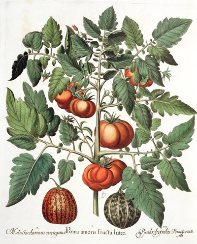 西红柿和瓜果1.Poma爱黄色; 2.Melo糖精杂色;从罗勒Besler（1561年至1629年），酒吧的Eystettensis 3.Pseudocolocynthis pomiforme。 1613 作者 德国学校