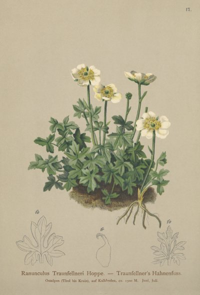 Traunfellners Crowfoot（Ranunculus Traunfellneri） 作者 德国学校