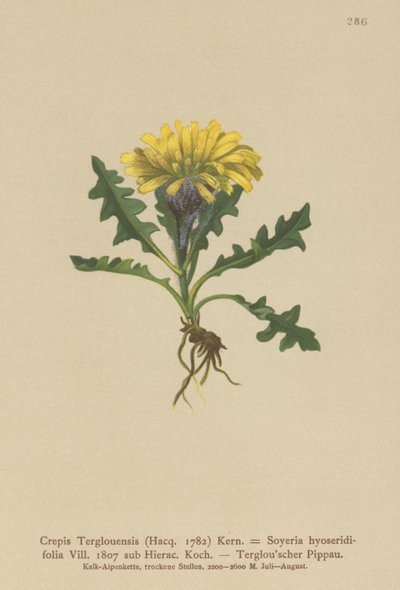 Triglav Hawksbeard（Crepis Terglouensis，Soyeria hyoseridifolia sub Hierac。） 作者 德国学校