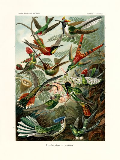 Trochilidae，1899-1904 作者 德国学校