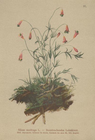 簇绒C（（Silene saxifraga） 作者 德国学校