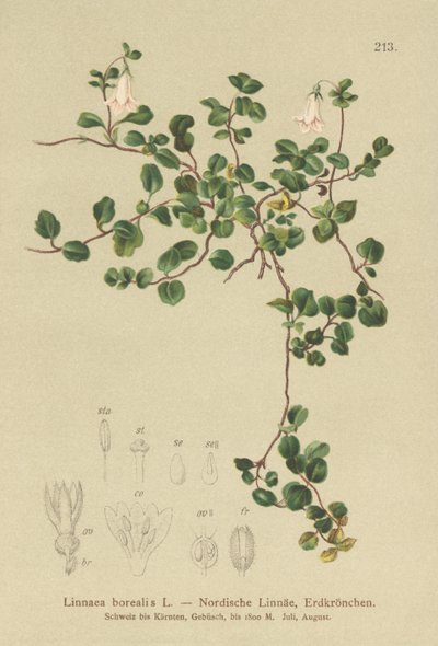 Twinflower（Linnaea borealis） 作者 德国学校
