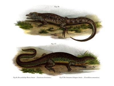 两面 Neusticurus（彩色石版画） 作者 德国学校