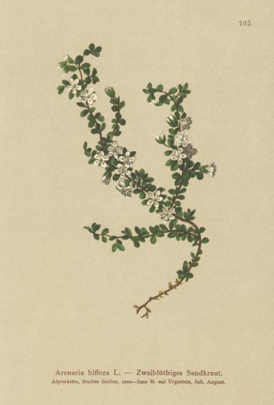 双花Sand（Arenaria biflora） 作者 德国学校