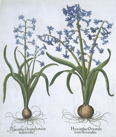 两个蓝色的风信子，来自Hortus Eystettensis，由Basil Besler（1561-1629）酒吧。 1613（手工彩色雕刻） 作者 德国学校