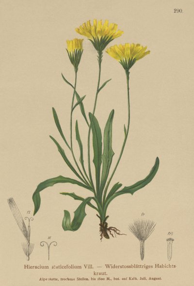 伞形益母草（Hieracium staticefolium，Hieracium staticifolium，Tolpis staticifolia，Chlorocrepis staticifolium，Chlorocrepis staticifolia） 作者 德国学校