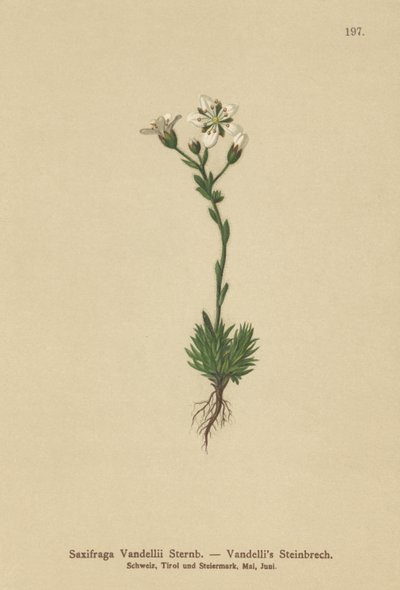 Vandellis Saxifrage（Saxifraga Vandellii） 作者 德国学校
