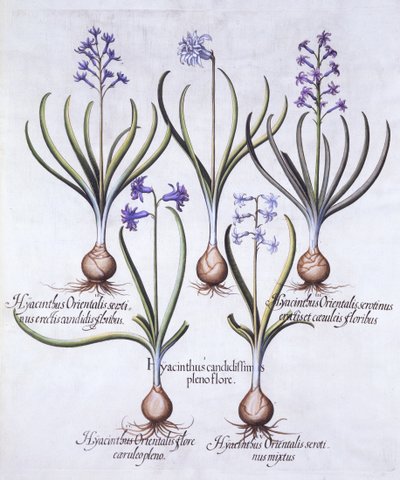 各种风信子与灯泡，来自Hortus Eystettensis，由Basil Besler（1561-1629），酒吧。 1613（手工雕刻） 作者 德国学校