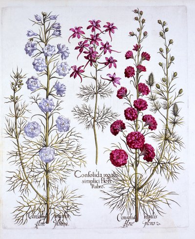 各种Larkspur，来自Hortus Eystettensis，由Basil Besler（1561-1629），酒吧。 1613（手工彩色雕刻） 作者 德国学校
