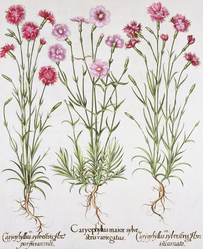 各种各样的石竹，来自Basil Besler（1561-1629）的Hortus Eystettensis，酒吧。 1613（手工彩色雕刻） 作者 德国学校