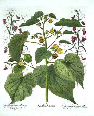 Velvetleaf和Sweet Peas，来自Hortus Eystettensis，由Basil Besler（1561-1629），酒吧。 1613（手工雕刻） 作者 德国学校