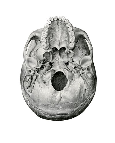 Ventral View of Human Skull 作者 德国学校