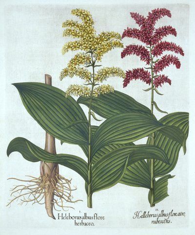 Veratrum，来自“Hortus Eystettensis”，由Basil Besler创作 作者 德国学校