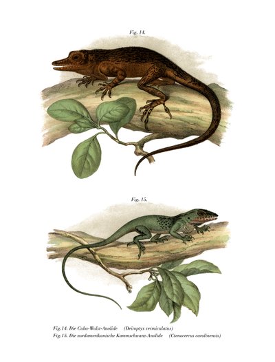Vinales Anole（彩色石版画） 作者 德国学校
