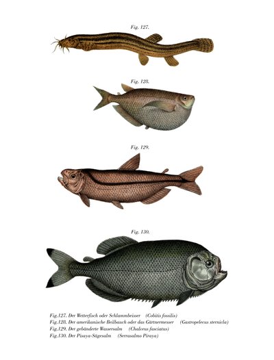 泥鳅天气（彩色平版印刷 作者 德国学校