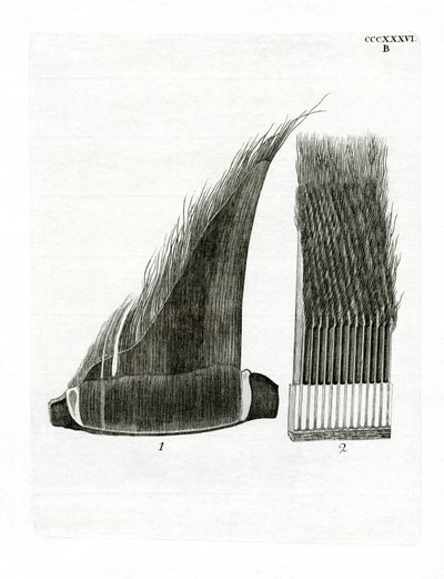 鲸须板（彩色雕刻） 作者 德国学校