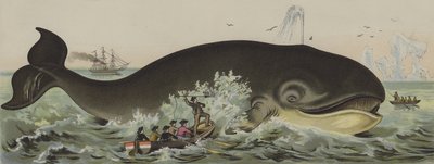 Whaling (colour litho) 作者 德国学校