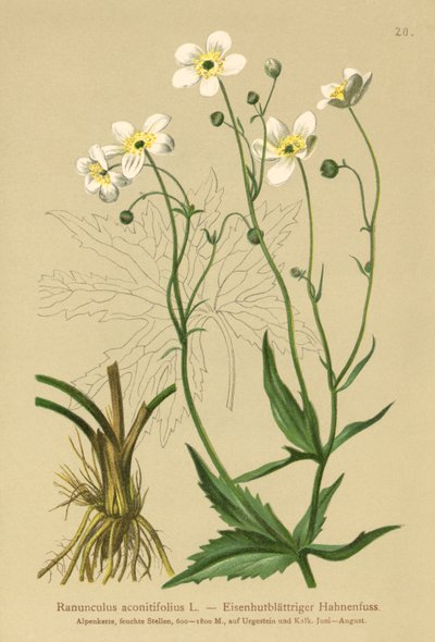 白色学士按钮（Ranunculus aconitifolius） 作者 德国学校
