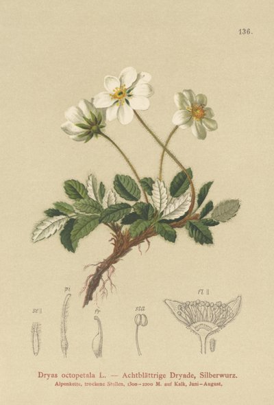 白色Dryas 作者 德国学校