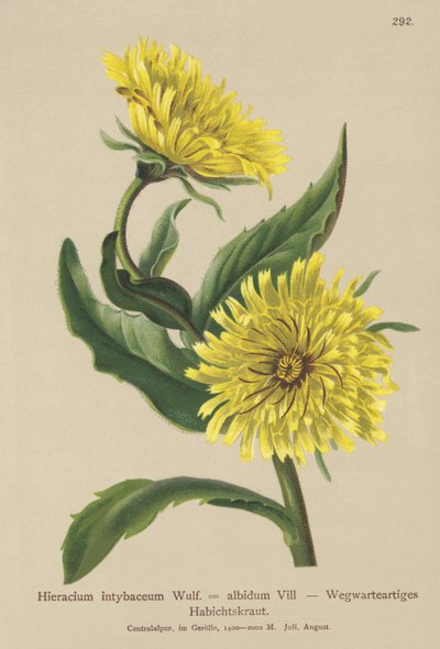 白色Hawkweed（Hieracium intybaceum） 作者 德国学校