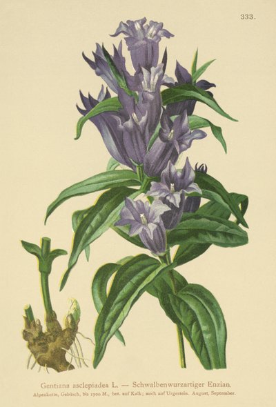 杨柳（Gentiana asclepiadea） 作者 德国学校