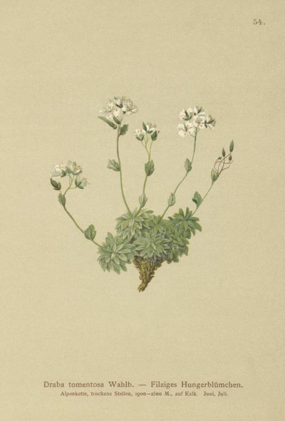 Wolley Whitlow草（Draba tomentosa） 作者 德国学校