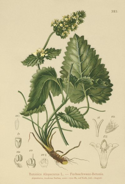 黄色Betony（Betonica Alopecurus，Stachys alopecuros） 作者 德国学校