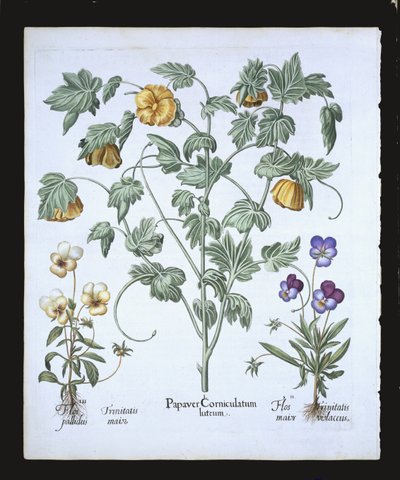 黄色角罂粟，来自罗勒贝斯勒（1561-1629）的Hortus Eystettensis，酒吧。 1613（手工彩色雕刻） 作者 德国学校