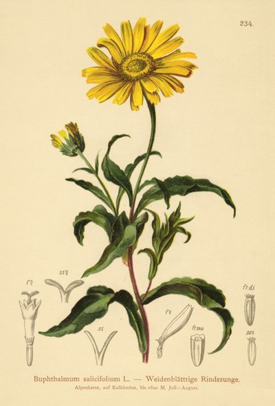 黄牛眼（Buphthalmum salicifolium） 作者 德国学校