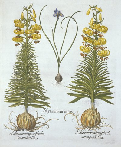 黄色土耳其百合与灯泡和矮蓝眼草，来自Hortus Eystettensis，由Basil Besler（1561-1629），酒吧。 1613（手工雕刻） 作者 德国学校