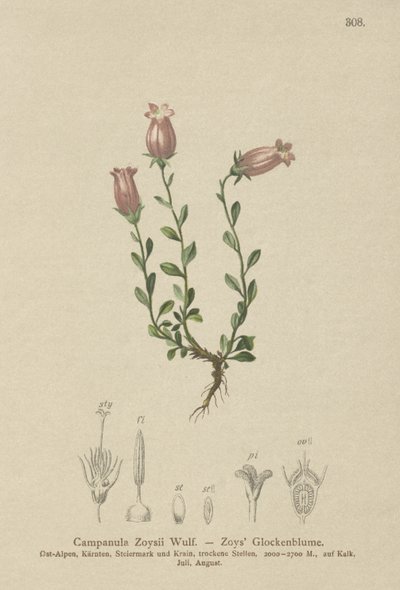 Zois Bellflower（Campanula Zoysii） 作者 德国学校