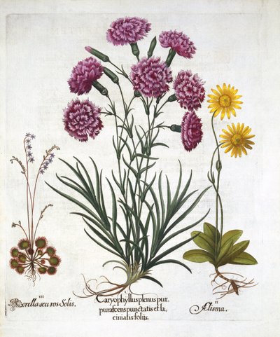 一世。康乃馨，Dianthius，ii。山金车和iii。来自Hortus Eystettensis的Round Leaved Sundew，由Basil Besler（1561-1629）酒吧。 1613 作者 德国学校