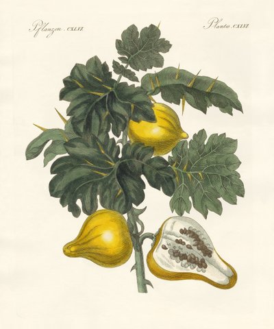 nipplefruit（彩色雕刻） 作者 德国学校