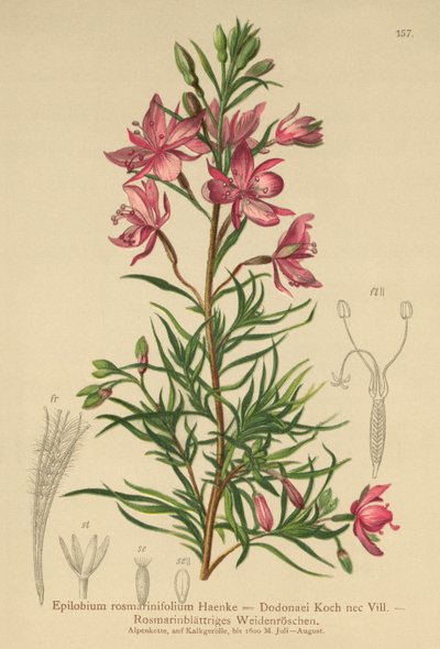 迷迭香叶柳草（柳叶菜，柳叶蔷薇） 作者 German School